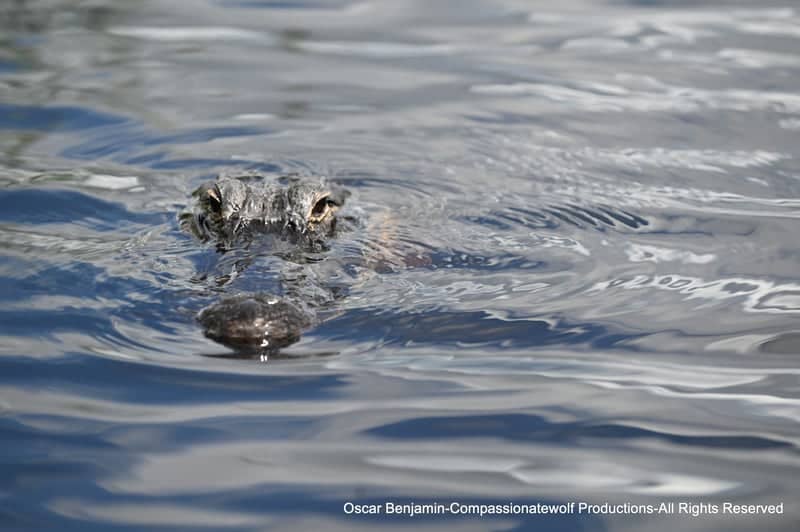 Everglades National Park - Image 1
