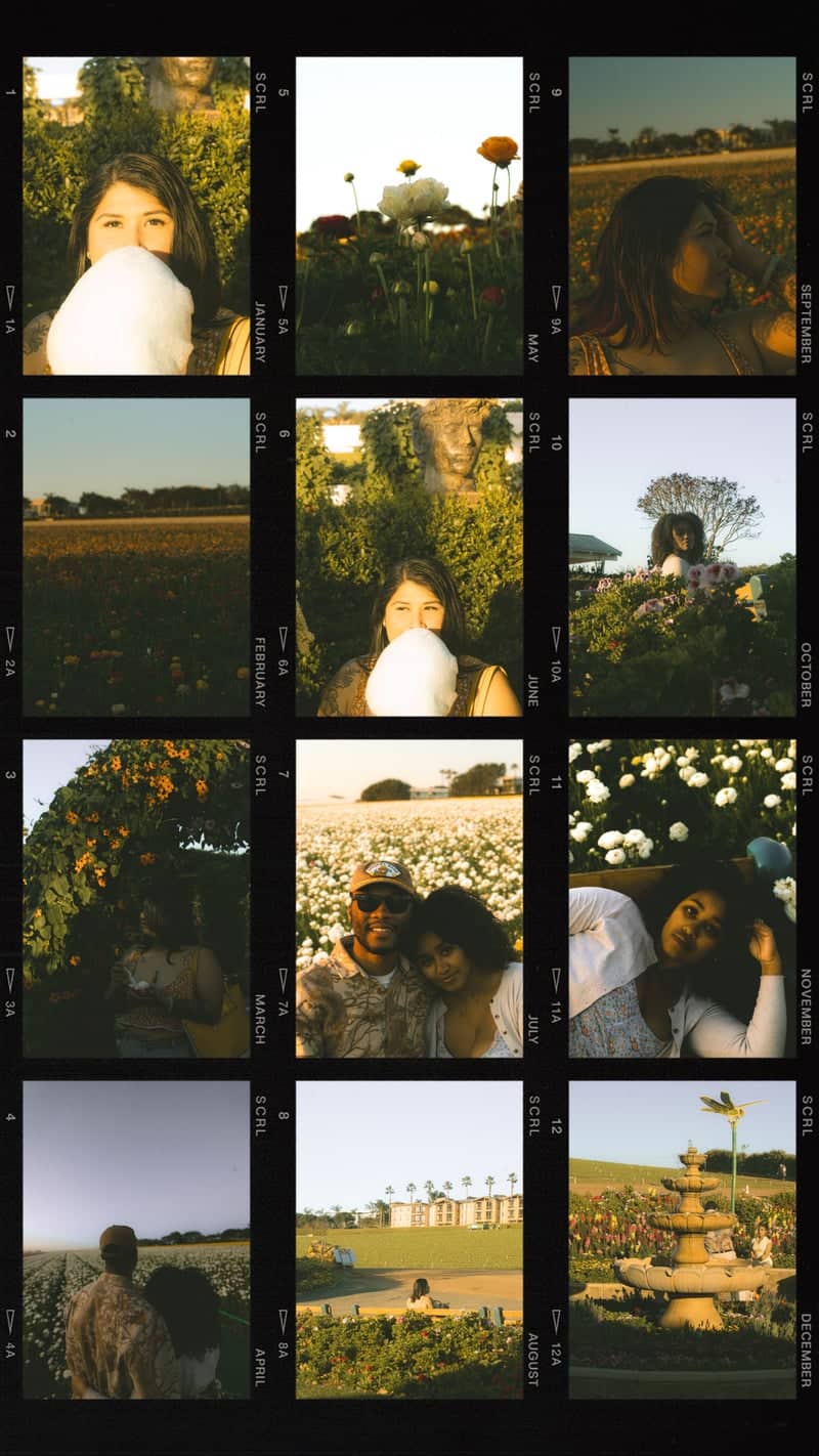 The Flower Fields at Carlsbad Ranch - Image 1