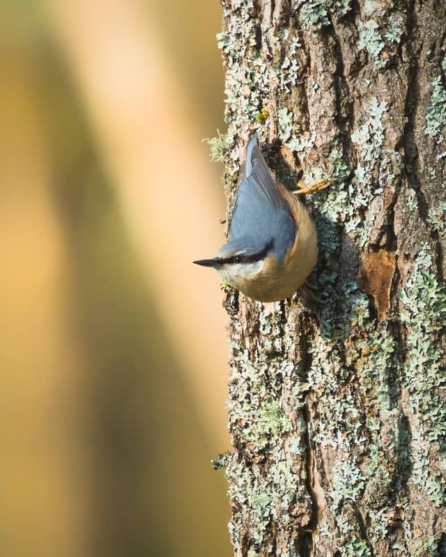 Schwalbach Woodland Birding Spot - Image 1