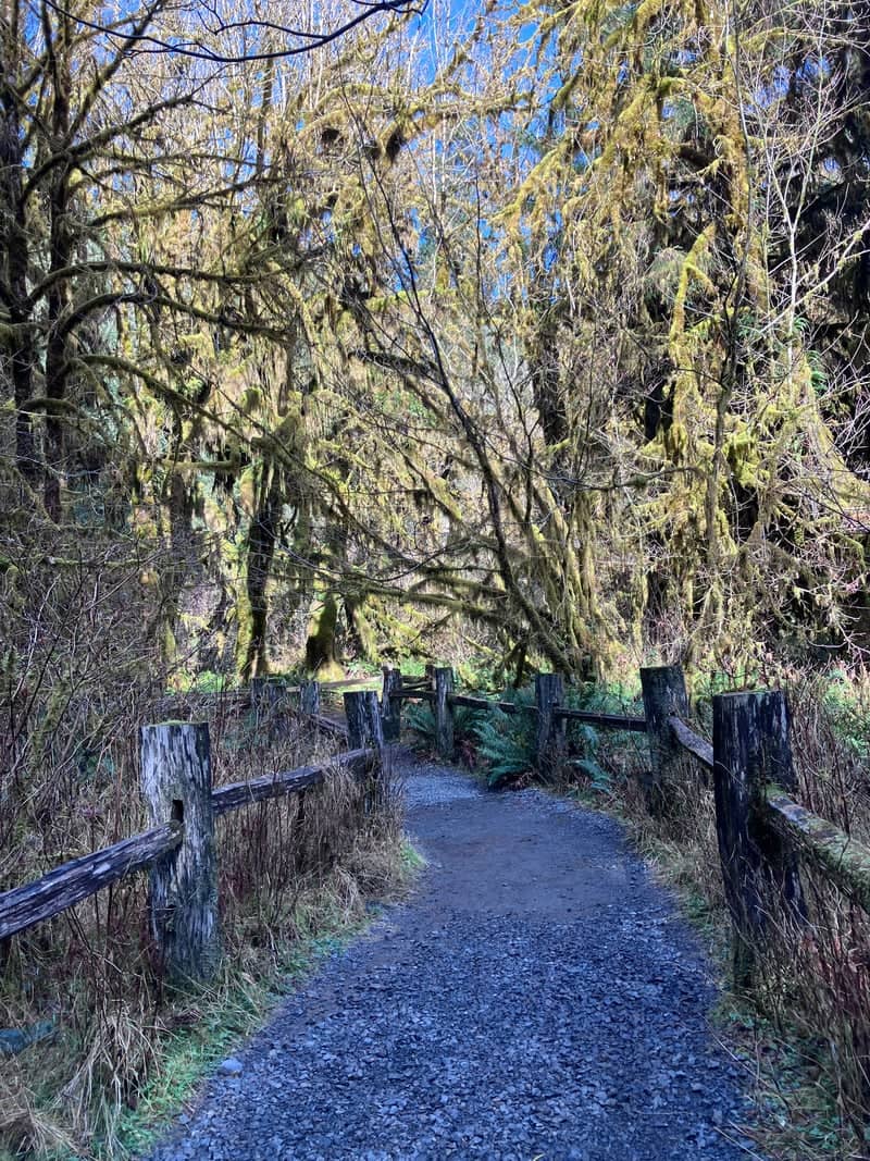 Hoh Rain Forest Trail - Image 1