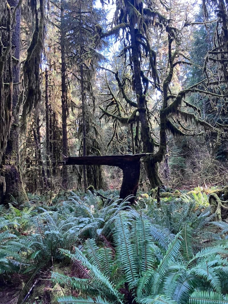 Hoh Rain Forest - Image 1