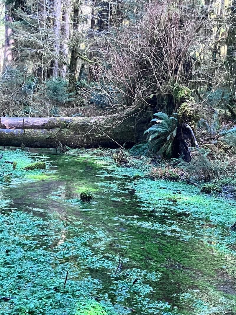 Hoh Rain Forest - Image 1