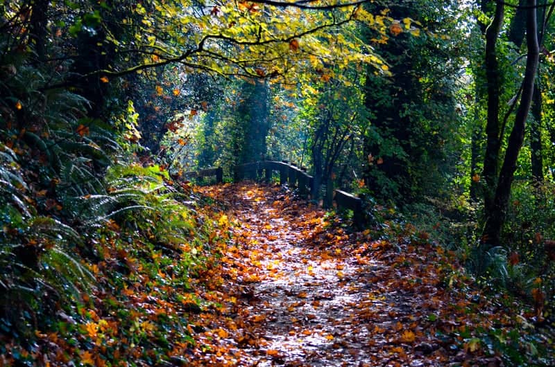 Lake Fenwick Park Trail - Image 1