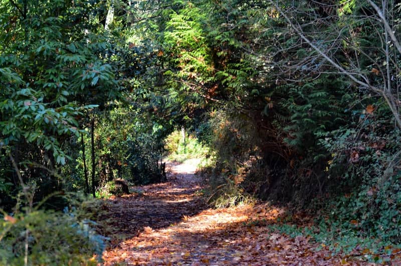 Lake Fenwick Park Trail - Image 1
