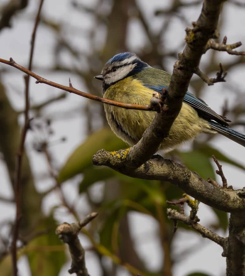 Porthkerry Country Park - Image 1