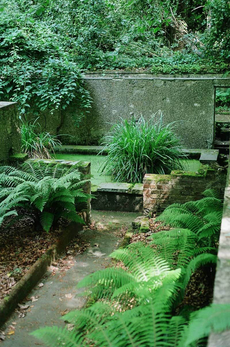 Highgate Overgrown Garden Ruins - Image 1