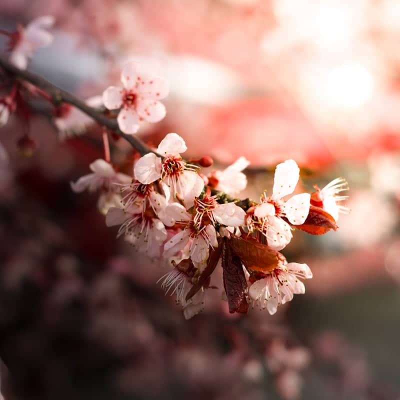 SeaTac Cherry Blossoms - Image 1