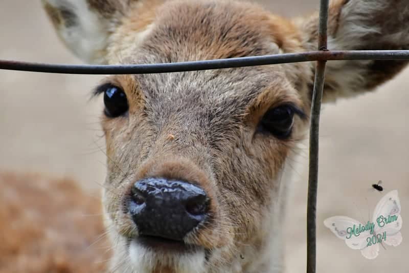 Little Ponderosa Zoo and Rescue - Image 1