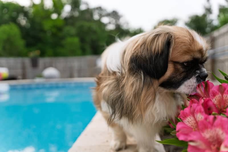 Moncks Corner Garden Pool - Image 1