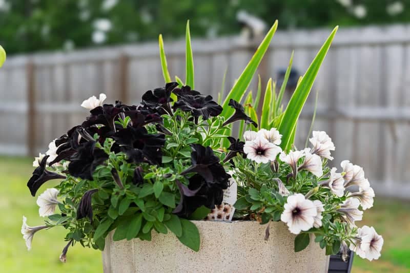 Moncks Corner Garden Display - Image 1