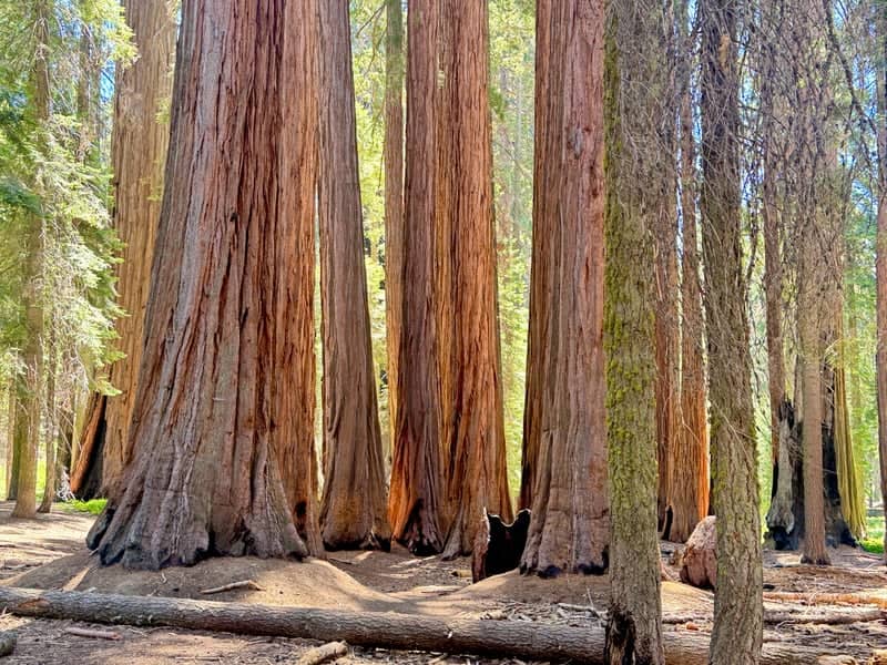 Congress Trail, Sequoia National Park - Image 1