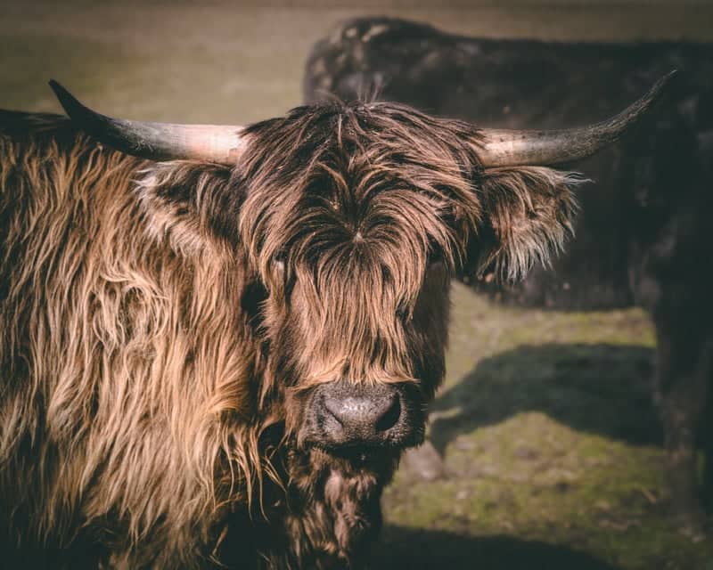 Westerville Highland Cattle Pasture - Image 1