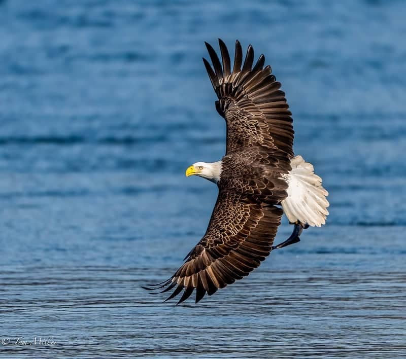 Conowingo Dam - Image 1