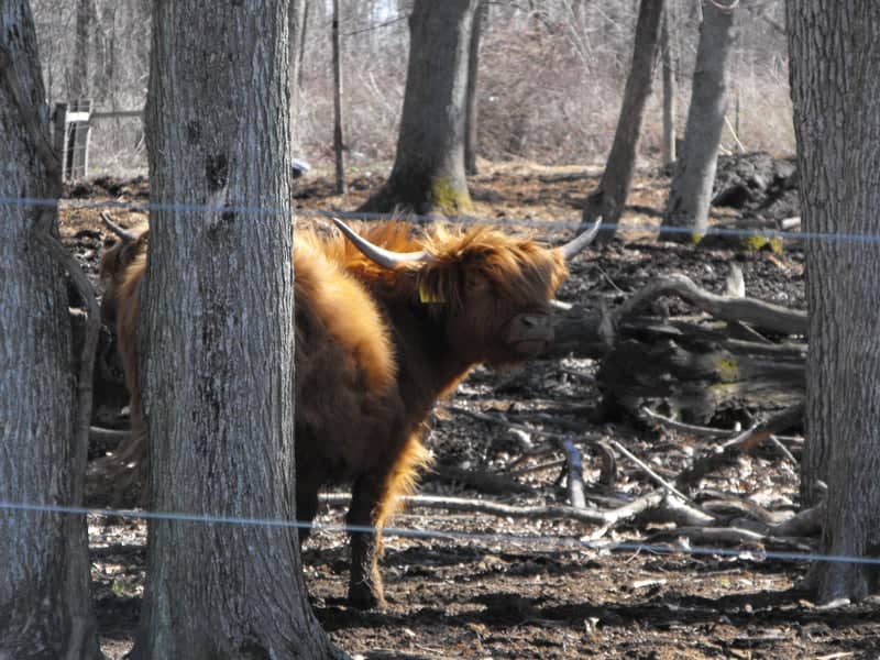 North River Road Highland Cattle - Image 1