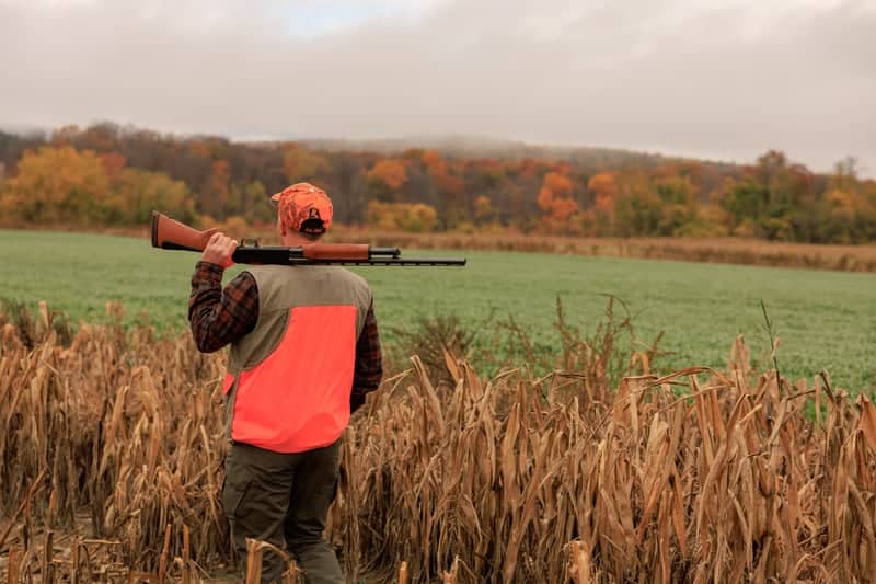 Pioneer Valley Autumn Fields - Image 1