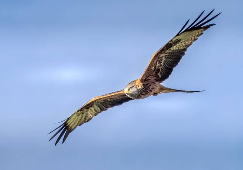 Gigrin Farm Red Kite Feeding Centre - Image 1