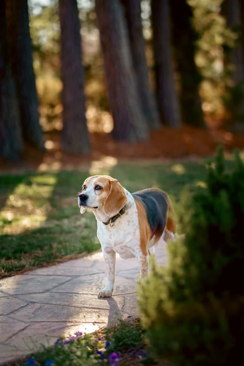 Fredericksburg Wooded Garden Path - Image 1