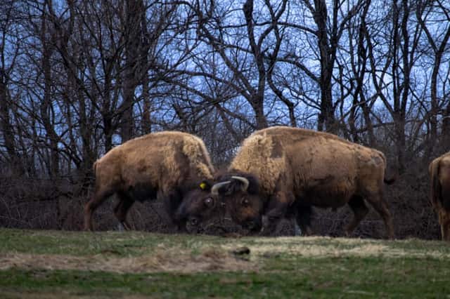 Trexler Nature Preserve Bison Range