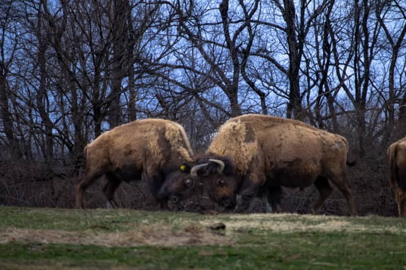 Trexler Nature Preserve Bison Range - Image 1