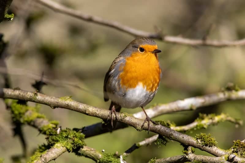 Pittencrieff Park - Image 1