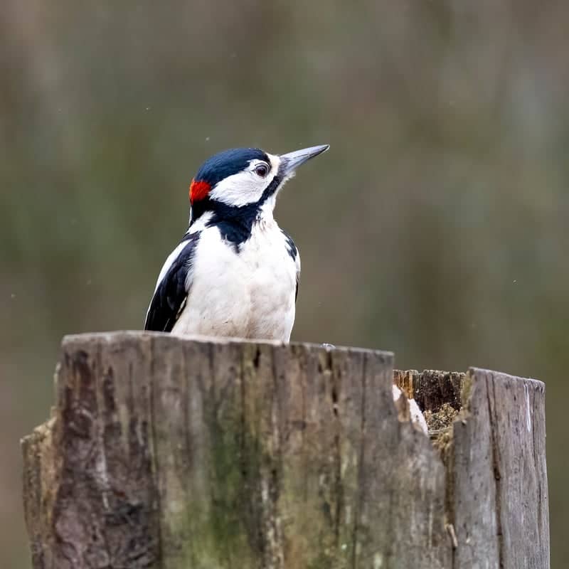 Morton Lochs Wildlife Reserve - Image 1