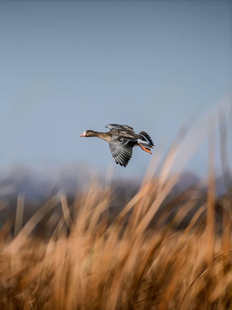 Loess Bluffs National Wildlife Refuge - Image 1