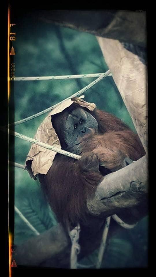 Orangutan Observation Exhibit - Image 1