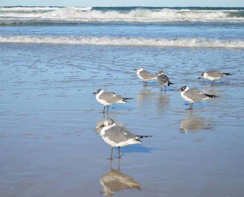 Coastal Shoreline Beach - Image 1
