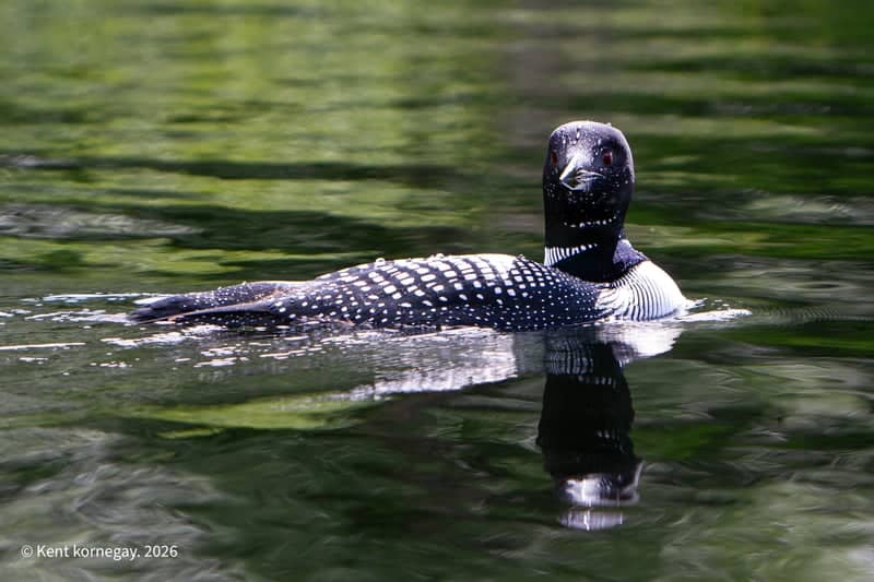 Trapper Creek Wildlife Viewing - Image 1