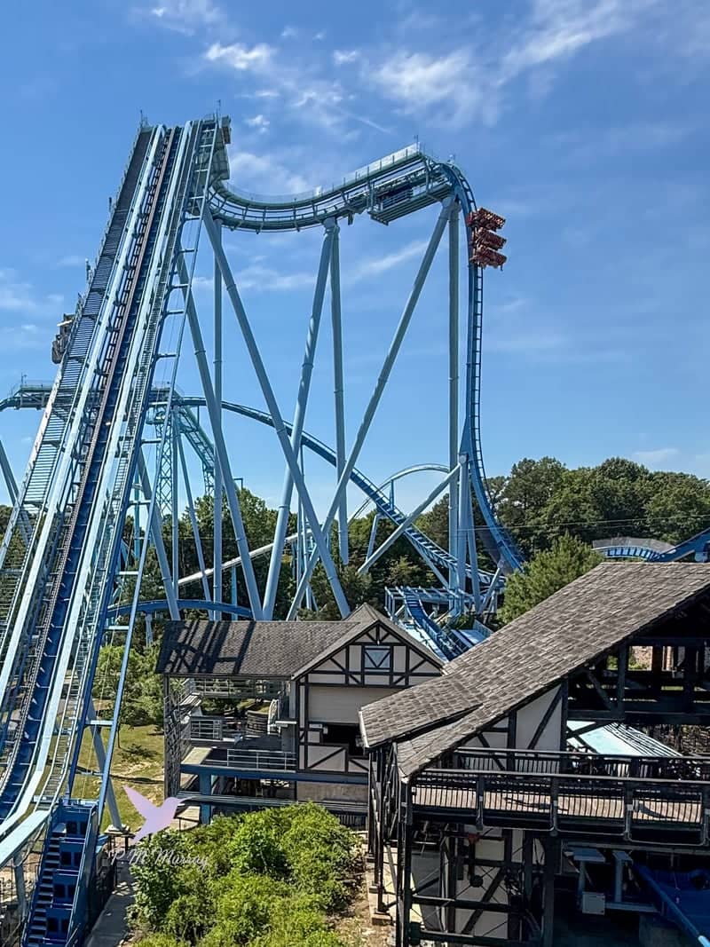 Griffon at Busch Gardens Williamsburg - Image 2