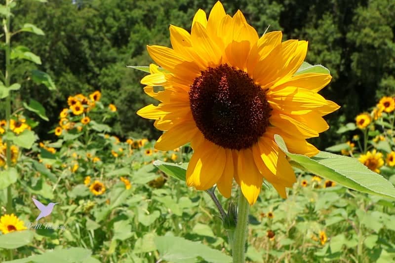 Sweethaven Farm - Image 4