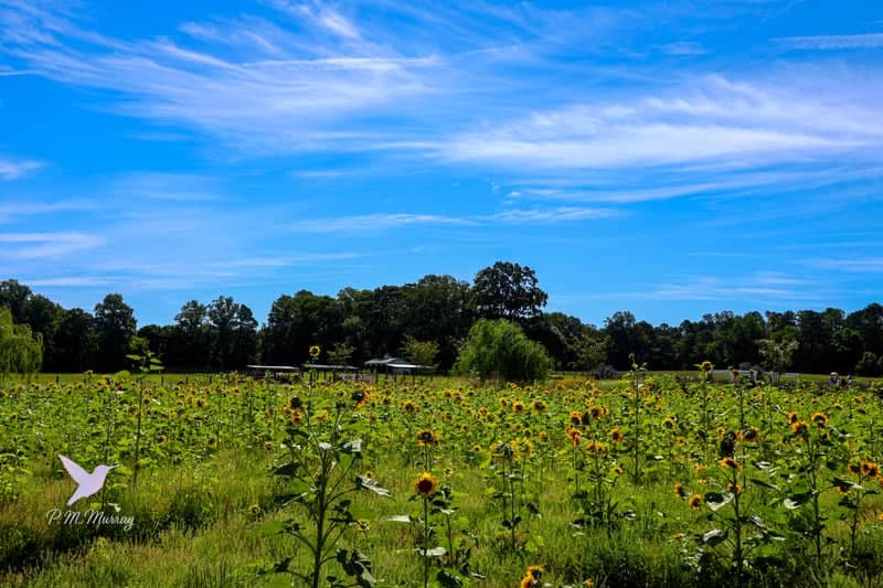 Sweethaven Farm - Image 2