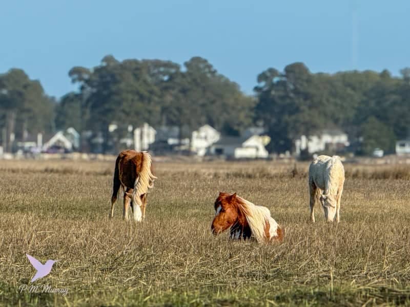 Chincoteague National Wildlife Refuge - Image 1