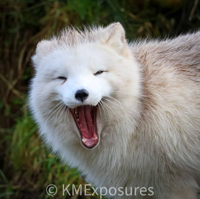 Wild Ireland Wildlife Sanctuary - Image 1