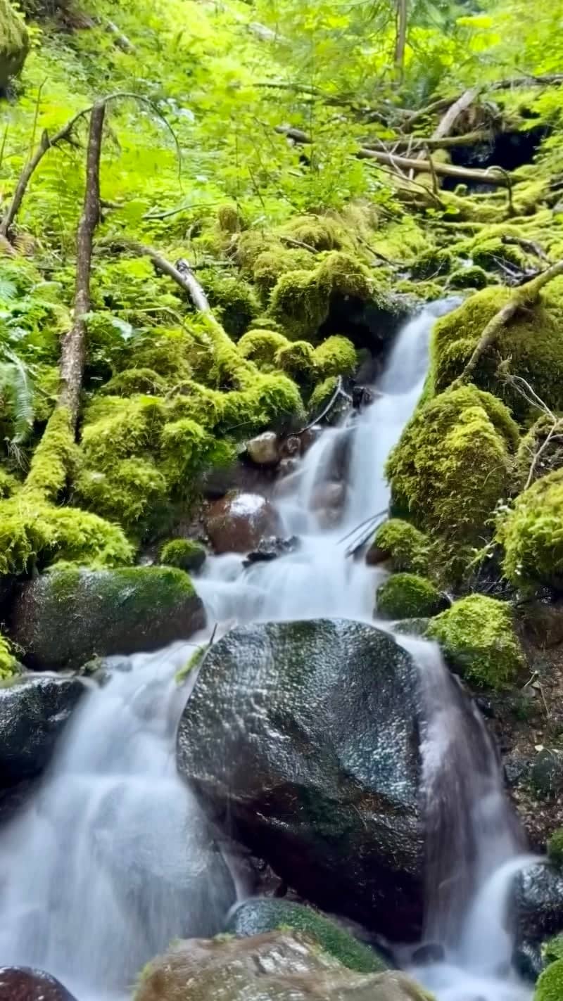 Goat Creek Forest Stream - Image 1