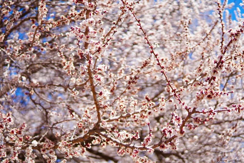 San Juan Valley Orchards - Image 1