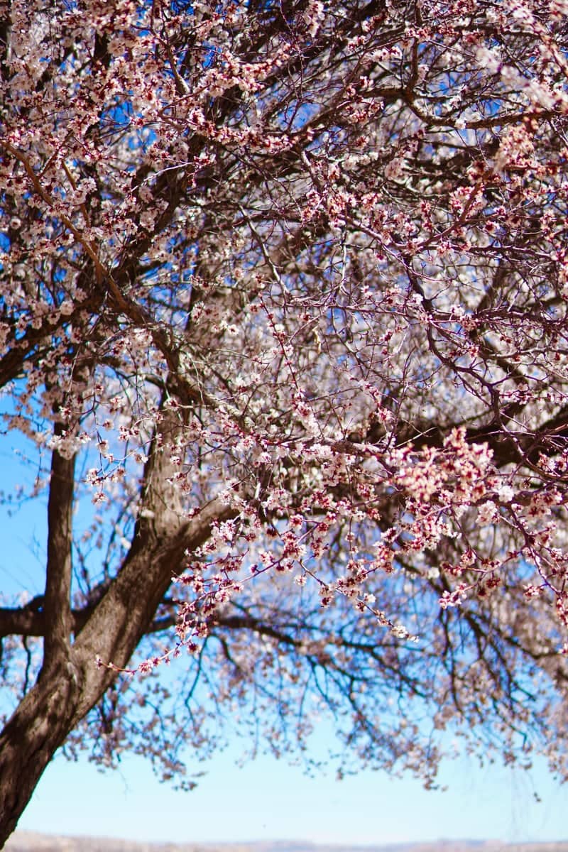 Bloomfield Orchard Blossoms - Image 1