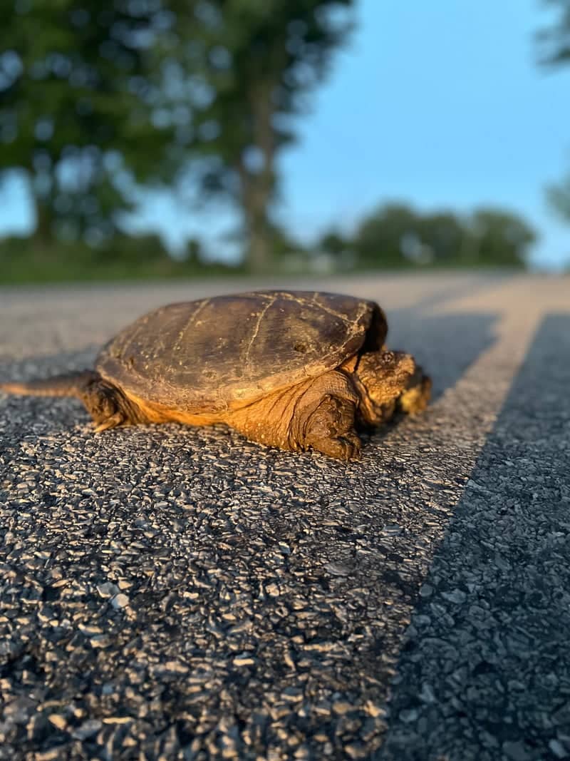 Port Rowan Wildlife Crossing - Image 1