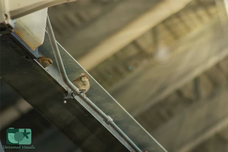 Downtown Metamora Urban Wildlife Spot - Image 1