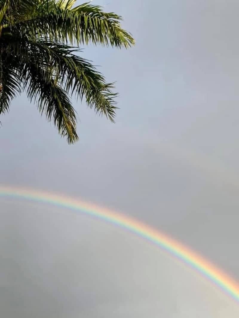 Boca Raton Palm & Rainbow - Image 1