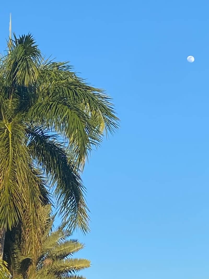 Silver Palm Park - Image 1