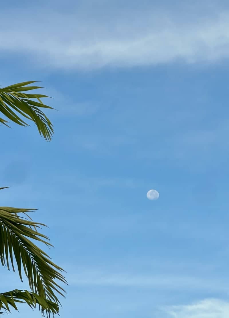 Tropical Moonrise in Boca Raton - Image 1