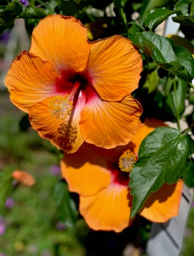 Ocean Ridge Tropical Flora - Image 1