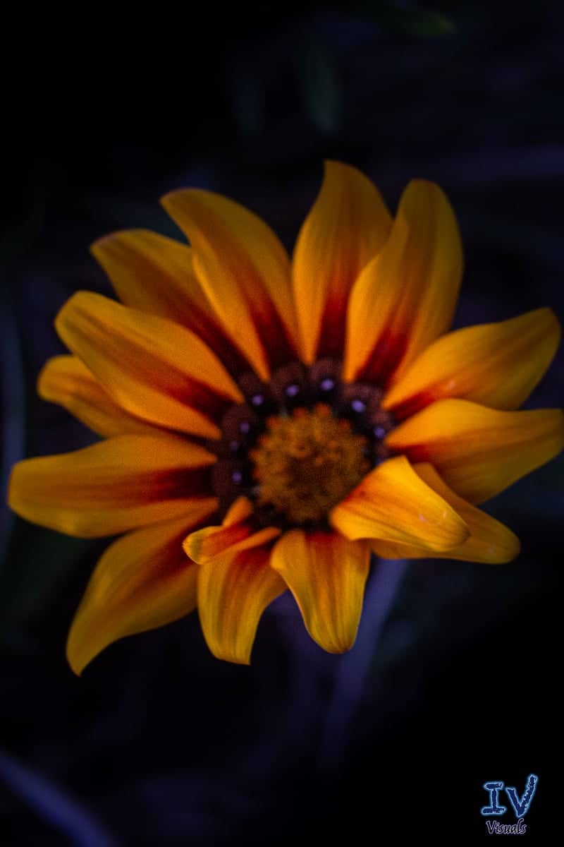 Moreno Valley Garden Bloom - Image 1