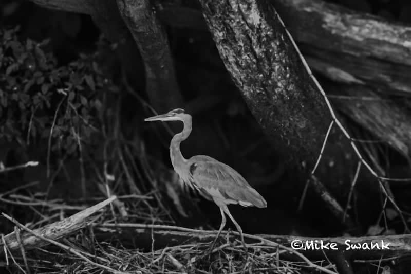 Lackawanna River Wildlife Spot - Image 1