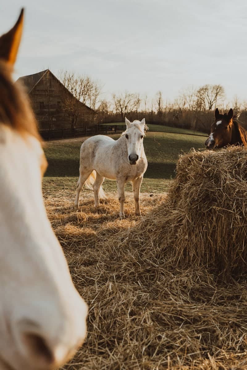 Zionsville Horse Farm - Image 1