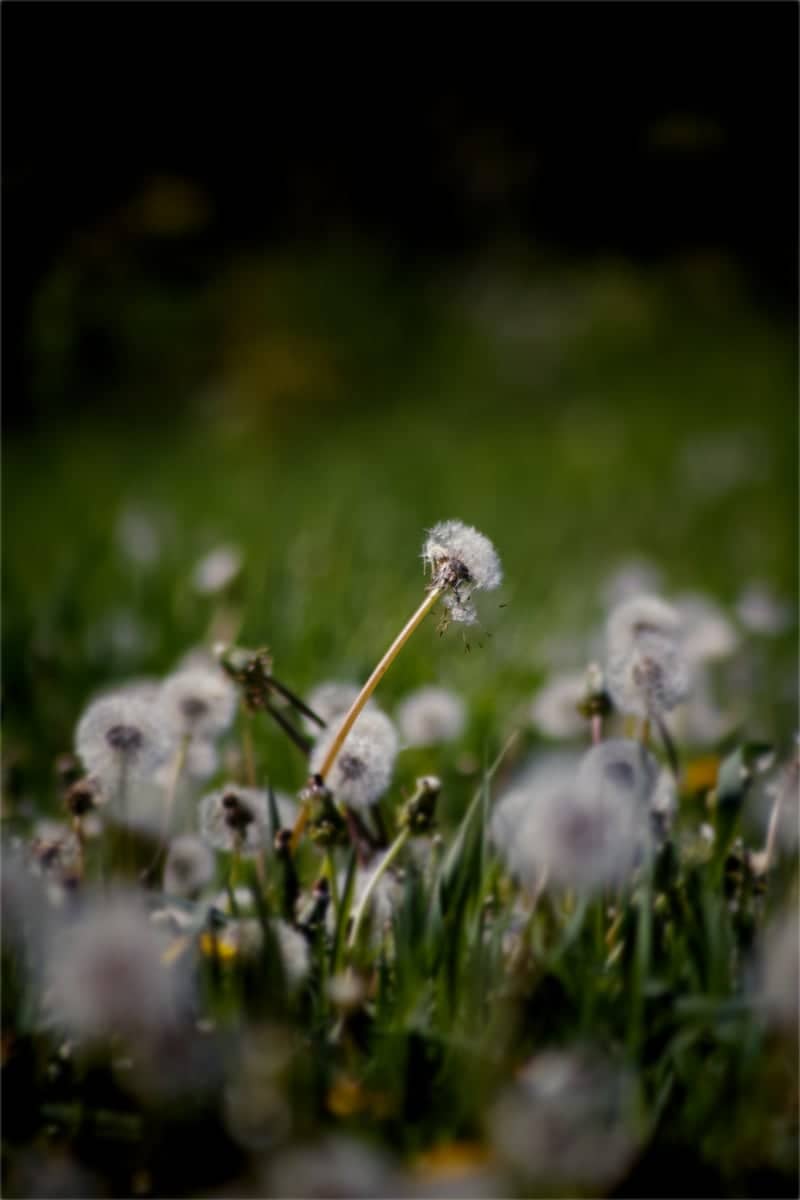 Midland Meadow - Image 1