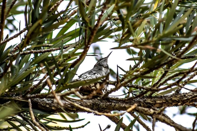 Taft Residential Birding Spot - Image 1