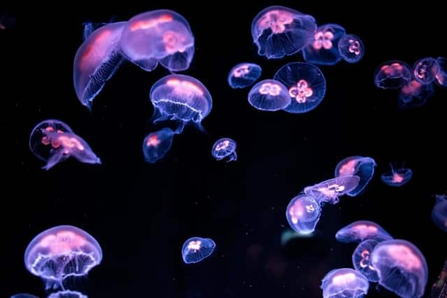 Birch Aquarium at Scripps