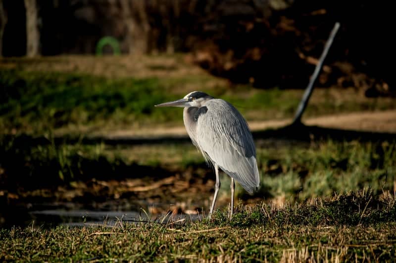 Kaufman Nature Area - Image 1
